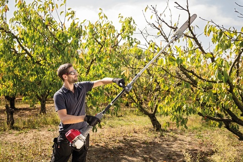 Drugie życie ogrodowych gałęzi: ekologiczne sposoby pielęgnacji drzew i zagospodarowania surowca